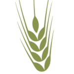 Wheat Studies